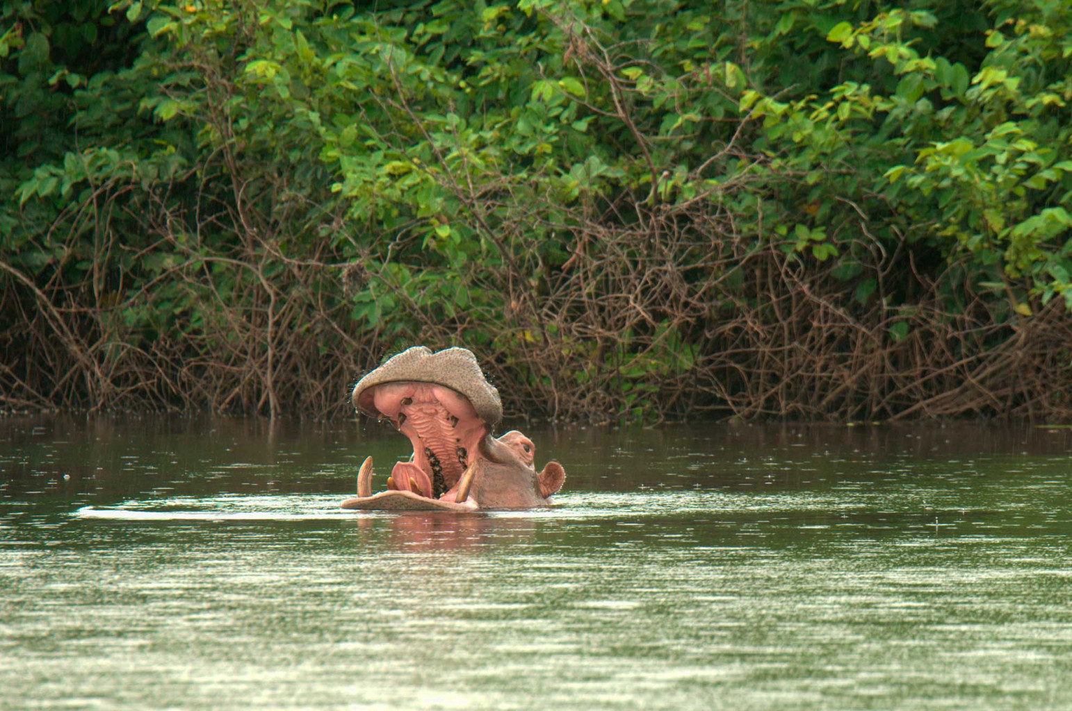 hipopotamo agua salada isla orango guinea bissau