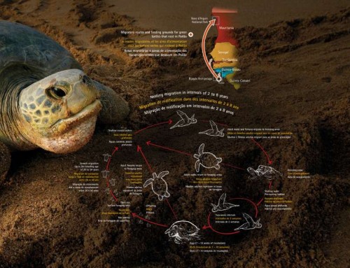 Poilao: santuario mundial de la tortuga verde Chelonia mydas